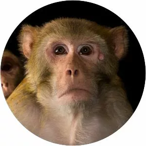 Rhesus macaque - Primate
