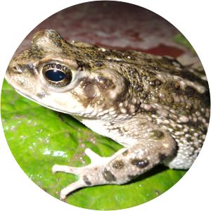 Rhinella amabilis