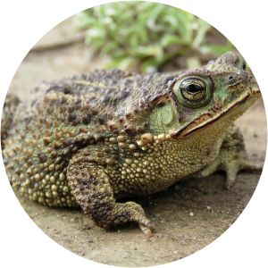 Rhinella fernandezae