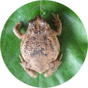 Rhinella granulosa