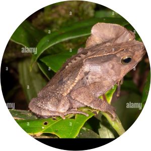 Rhinella margaritifera