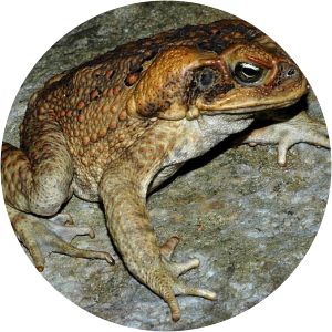 Rhinella