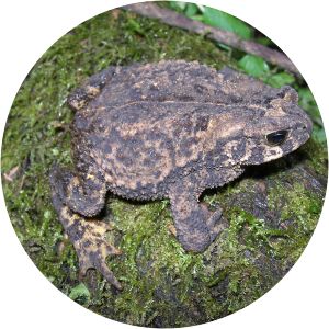 Rhinella rumbolli