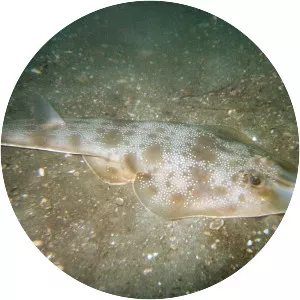 Rhinobatos lentiginosus