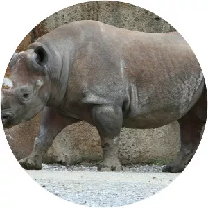 Rhinoceros