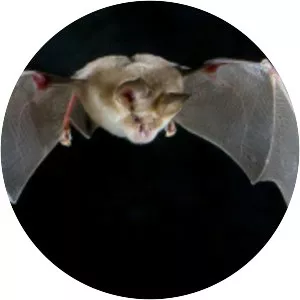 Rhinolophus - Animal