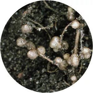 Rhizobium