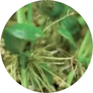 Rhizobium rhizogenes