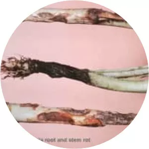 Rhizoctonia - Fungus