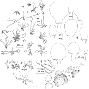 Rhizopus microsporus