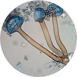 Rhizopus