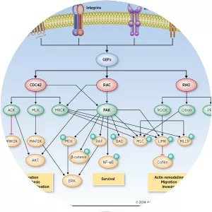 Rho family of GTPases