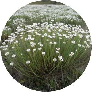 Rhodanthe anthemoides