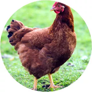 Rhode Island Red - Chicken breed