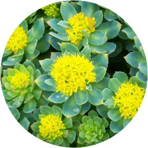 Rhodiola rosea