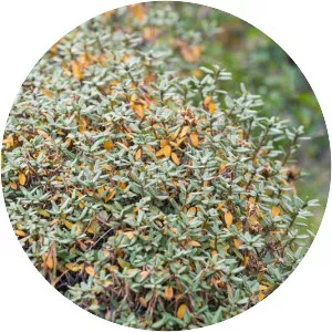 Rhododendron adamsii