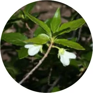 Rhododendron albiflorum - 