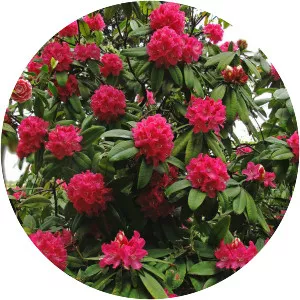 Rhododendron arboreum