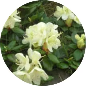 Rhododendron aureum
