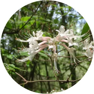 Rhododendron canescens - 