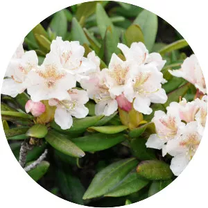 Rhododendron caucasicum