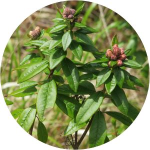 Rhododendron columbianum - 