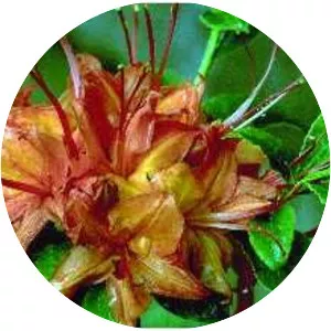 Rhododendron cumberlandense