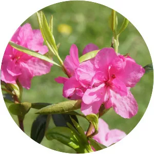 Rhododendron dauricum - 