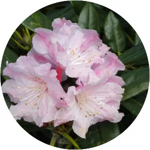 Rhododendron degronianum