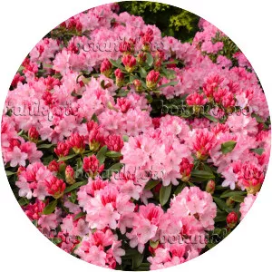 Rhododendron degronianum subsp. . . .