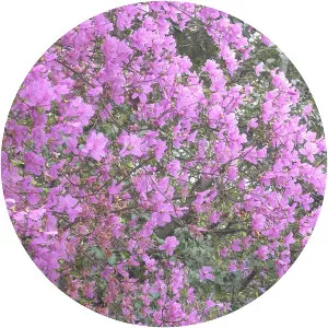 Rhododendron dilatatum - Plants