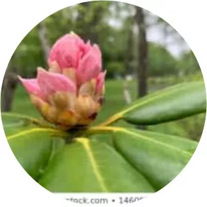 Rhododendron fauriei