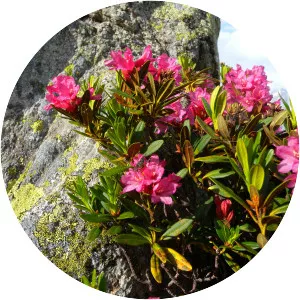 Rhododendron ferrugineum