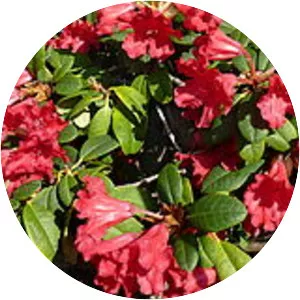 Rhododendron forrestii - 