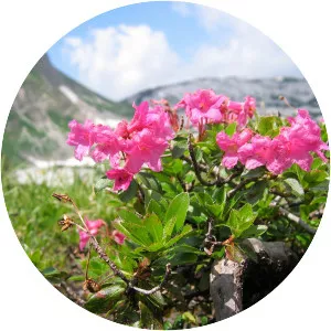 Rhododendron hirsutum - Plants