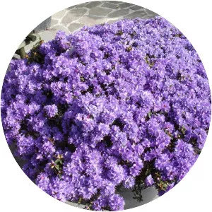 Rhododendron impeditum - 