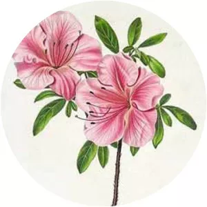 Rhododendron indicum