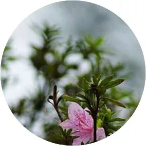 Rhododendron kanehirai