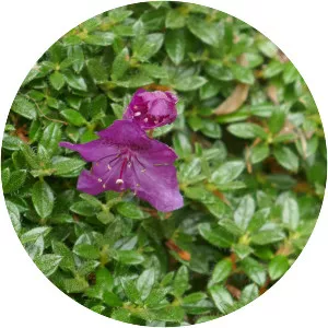 Rhododendron keleticum