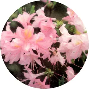 Rhododendron Knap Hill Hybrid Group