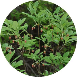 Rhododendron menziesii - Plants
