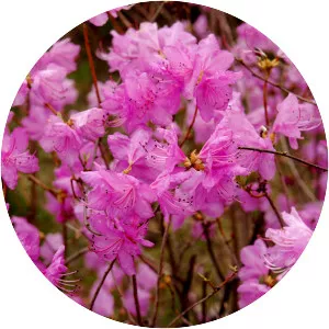 Rhododendron mucronulatum