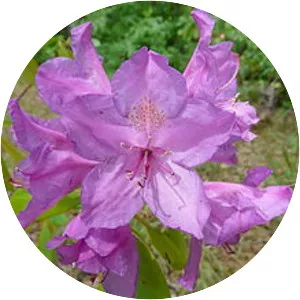 Rhododendron ponticum - Plants