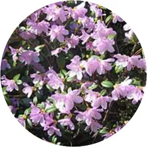 Rhododendron × praecox - 