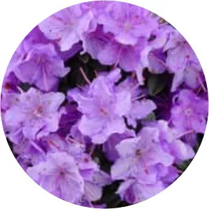 Rhododendron 'Ramapo'
