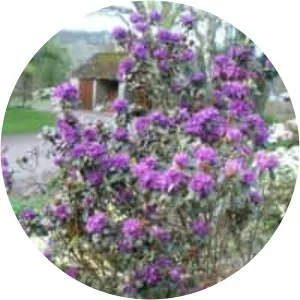 Rhododendron russatum - 