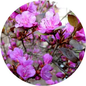 Rhododendron sichotense