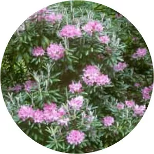 Rhododendron smirnowii - 