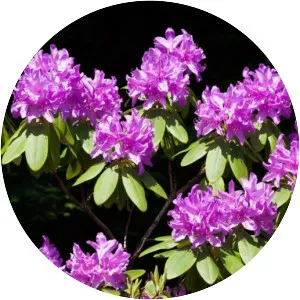 Rhododendron subg. Hymenanthes