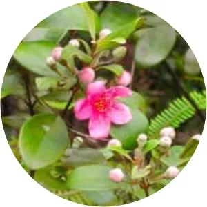 Rhodomyrtus tomentosa